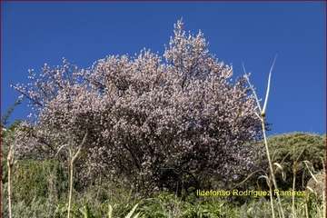 Manto de tonos blancos y rosas en Gran Canaria (Reportaje gráfico de Ildefonso Rodríguez)